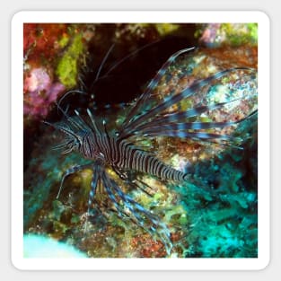 Lion Fish on the Reef Sticker